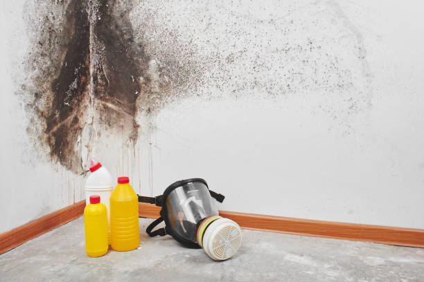 Best Mold Removal Company Near Me  in Espaola, NM