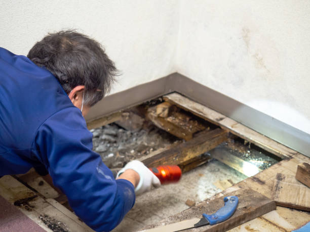 Best Black Mold Removal  in Espaola, NM