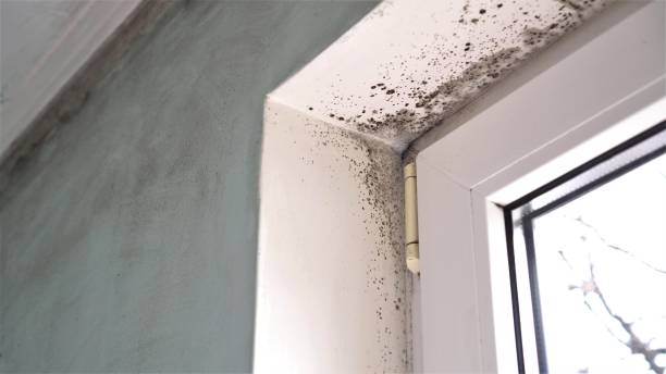 Best Attic Mold Removal  in Espaola, NM