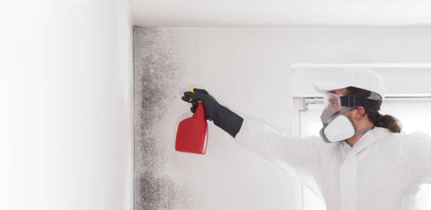 Best Mold Removal Specialists  in Espaola, NM