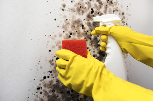 Best Mold Testing  in Espaola, NM
