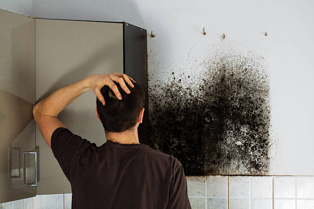 Home Mold Removal in Espaola, NM