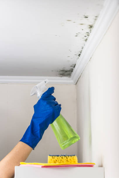 Mold Removal Process in Espaola, NM