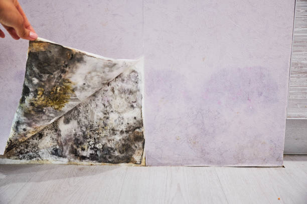Best Mold Testing  in Espaola, NM